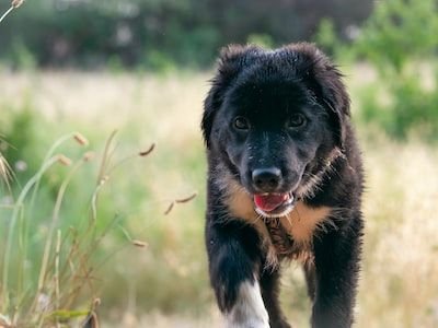 Berger américain miniature : comment le prix est déterminé ?