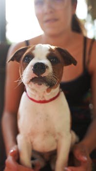 Chien domestique : comment faire le choix idéal ?