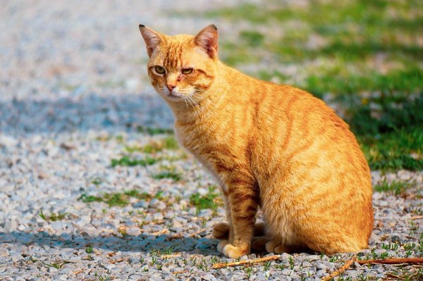 Mon chat a une blessure : Premiers soins et conseils