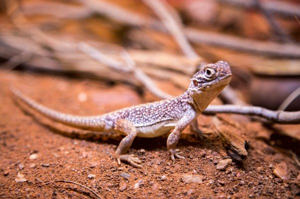 Comment introduire un nouvel animal dans un vivarium de reptiles ?