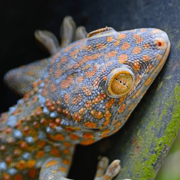 Comment gérer le comportement territorial des geckos en captivité ?
