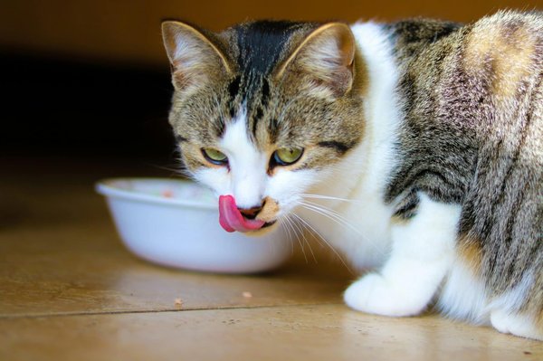 Quels sont les meilleurs régimes alimentaires pour un chat souffrant de troubles gastro-intestinaux ?