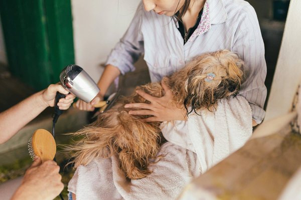 Comment choisir le bon type de shampooing pour un chien à peau sensible ?