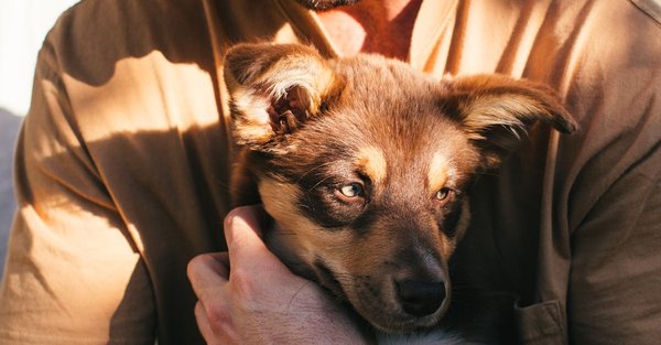 Quel est l'animal le moins fidèle ?
