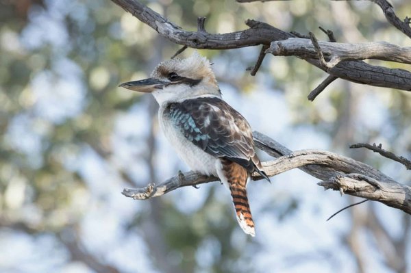 Quelles activités peuvent stimuler mentalement un kookaburra en captivité ?