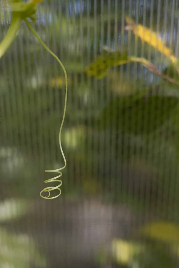 Quelles sont les stratégies d'adaptation des animaux face aux extrêmes climatiques ?