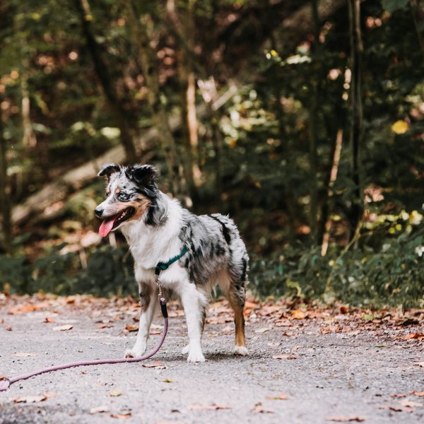 Laisse main libre chien : découvrez la bandoulière olykan