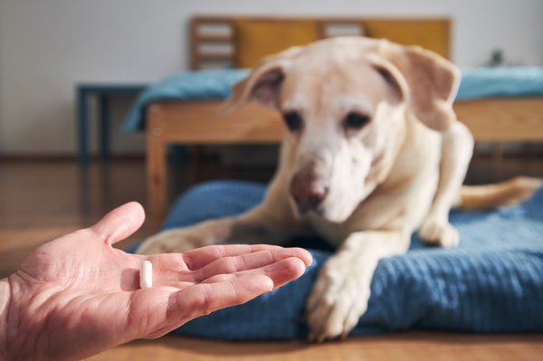 Assurance animaux : sécurisez la santé de votre fidèle ami