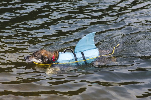 Gilet de sauvetage chien requin : sécurité en bord de mer